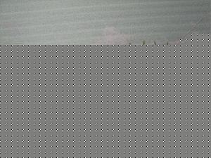 Click image for larger version

Name:	Mango Thoranam.jpg
Views:	1
Size:	52.1 KB
ID:	35220