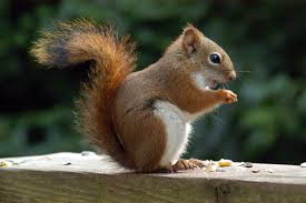 Click image for larger version

Name:	American Squirrel.jpg
Views:	1
Size:	6.7 KB
ID:	35094
