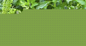 Click image for larger version

Name:	tulsi.jpg
Views:	1
Size:	20.1 KB
ID:	35632