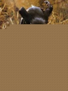 Click image for larger version

Name:	Animals too.jpg
Views:	1
Size:	43.3 KB
ID:	34817