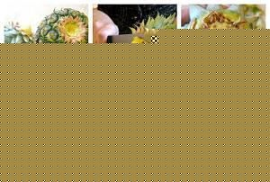 Click image for larger version

Name:	pine.jpg
Views:	1
Size:	59.0 KB
ID:	35310