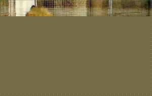 Click image for larger version

Name:	No matter to which species you belong.jpg
Views:	1
Size:	45.9 KB
ID:	34249
