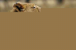 Click image for larger version

Name:	A mother is a mother which ever Species  she belongs.jpg
Views:	1
Size:	33.2 KB
ID:	34463