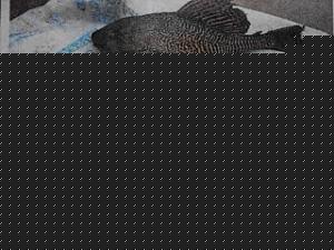 Click image for larger version

Name:	Miracle Fish.JPG
Views:	1
Size:	31.6 KB
ID:	34970