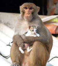 Click image for larger version

Name:	Kurangu.jpg
Views:	1
Size:	7.4 KB
ID:	35327