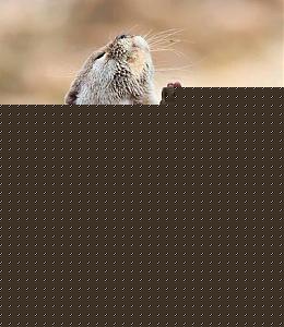 Click image for larger version

Name:	Animal Praying.jpg
Views:	1
Size:	37.4 KB
ID:	35266