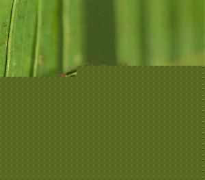 Click image for larger version

Name:	-acacia-spider-.jpg
Views:	1
Size:	46.5 KB
ID:	34341