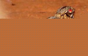 Click image for larger version

Name:	Pakki.jpg
Views:	1
Size:	44.0 KB
ID:	35321