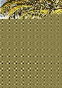 Click image for larger version

Name:	Hastha Malika.jpg
Views:	1
Size:	37.2 KB
ID:	34591