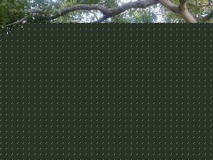 Click image for larger version

Name:	Thirupullani3.jpg
Views:	1
Size:	90.9 KB
ID:	34977