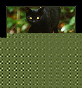 Click image for larger version

Name:	Black cat.jpg
Views:	1
Size:	48.3 KB
ID:	34814