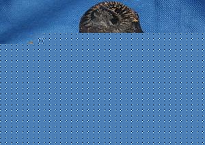 Click image for larger version

Name:	SHALIGRAMA-SANKA-FOSSIL-SMALL.jpg
Views:	1
Size:	336.5 KB
ID:	34680