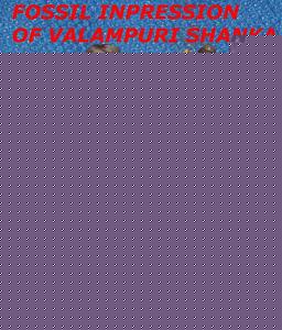 Click image for larger version

Name:	MAHALAKSHMI-SHANKA-FOSSIL-SMALL.jpg
Views:	1
Size:	69.0 KB
ID:	34681