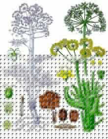 Click image for larger version

Name:	Perungayam 2.jpg
Views:	1
Size:	18.4 KB
ID:	35413