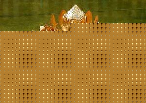 Click image for larger version

Name:	Golden Lotus.jpg
Views:	1
Size:	51.1 KB
ID:	34943