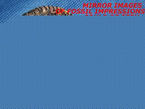 Click image for larger version

Name:	SHALIGRAMA-OPEN-SMALL.jpg
Views:	1
Size:	418.8 KB
ID:	34682