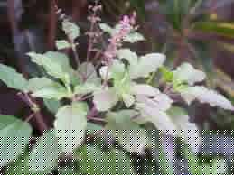 Click image for larger version

Name:	Thulasi.jpg
Views:	1
Size:	11.4 KB
ID:	35281