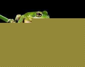 Click image for larger version

Name:	Two Frogs.jpg
Views:	1
Size:	17.6 KB
ID:	34400