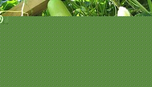 Click image for larger version

Name:	Suraikai.jpg
Views:	1
Size:	65.6 KB
ID:	35112