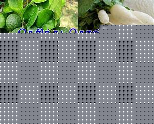 Click image for larger version

Name:	Vegetables.jpg
Views:	1
Size:	89.3 KB
ID:	35337