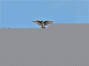 Click image for larger version

Name:	Mother 8.jpg
Views:	1
Size:	22.3 KB
ID:	34615