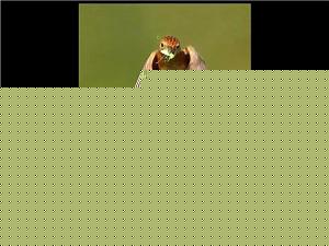 Click image for larger version

Name:	Mother 3.jpg
Views:	1
Size:	67.1 KB
ID:	34611