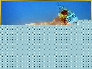 Click image for larger version

Name:	Shark.jpg
Views:	1
Size:	81.4 KB
ID:	34670