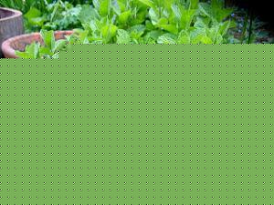 Click image for larger version

Name:	Pudhina.jpg
Views:	1
Size:	51.0 KB
ID:	34880