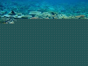 Click image for larger version

Name:	barrier reef.jpg
Views:	1
Size:	126.5 KB
ID:	33983