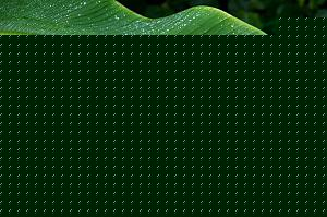 Click image for larger version

Name:	Banana Leaf.jpg
Views:	1
Size:	56.2 KB
ID:	35070