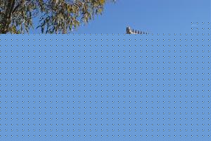 Click image for larger version

Name:	sydney_murugan_temple_1.jpeg
Views:	1
Size:	84.2 KB
ID:	34753