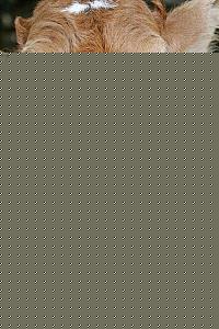 Click image for larger version

Name:	Cow.jpg
Views:	1
Size:	38.6 KB
ID:	34424