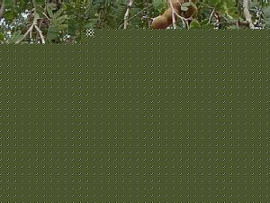Click image for larger version

Name:	chinch.jpg
Views:	1
Size:	47.5 KB
ID:	35116