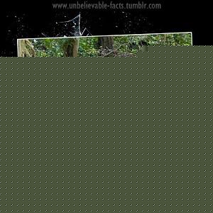 Click image for larger version

Name:	Hippo and Tortoise.jpg
Views:	1
Size:	51.8 KB
ID:	34552